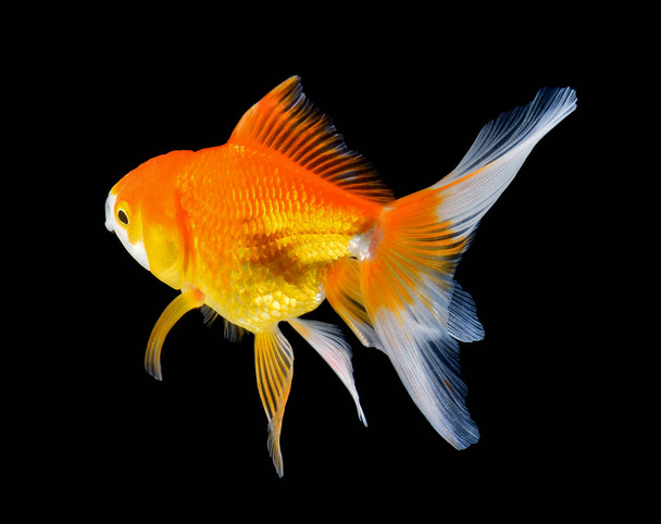χρυσό ψάρι σε μαύρο φόντο - Φωτογραφία, εικόνα
