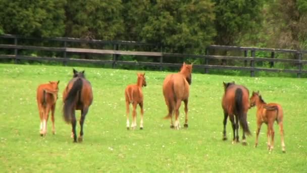 Pferde rennen - Filmmaterial, Video