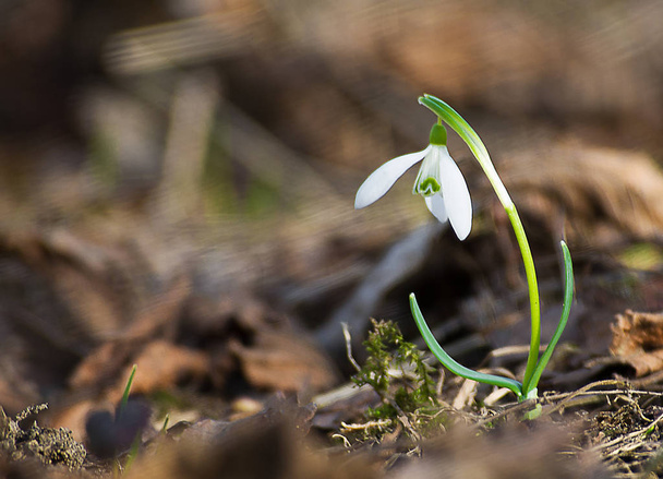 Mały biały Przebiśniegi uprawy wczesną wiosną  - Zdjęcie, obraz