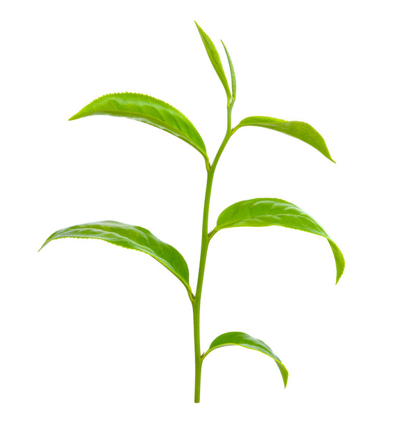 Green tea leaf isolated on white background - Фото, изображение