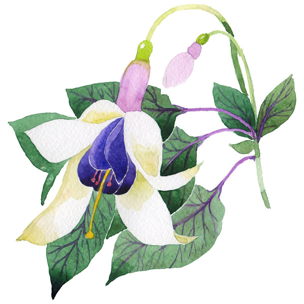 Flor fúcsia Wildflower em um estilo aquarela isolado
. - Foto, Imagem