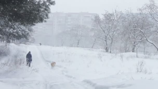 Lesní zasněžené silnici, na kterém je žena chůze se psem - Záběry, video