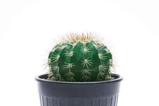 Cactus geïsoleerd op witte achtergrond. - Foto, afbeelding