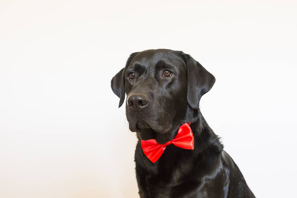 Portrait of a beautiful young black labrador wearing a red bowti - Fotografie, Obrázek