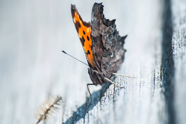 the bright butterfly - Foto, Bild