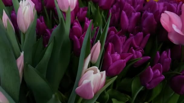 Blossoming tulips close up background - Footage, Video