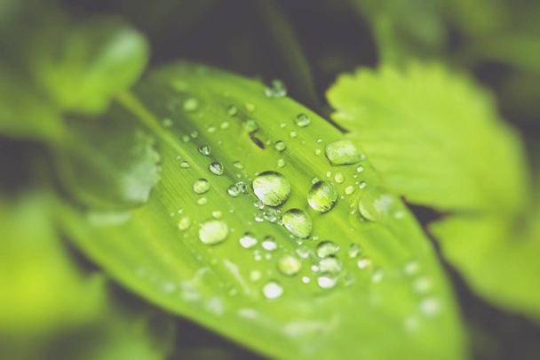 green leaf background  - Фото, изображение