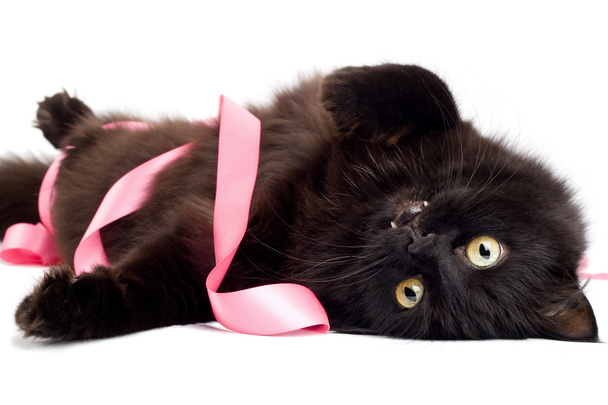 Gatto nero che gioca con nastro rosa
 - Foto, immagini