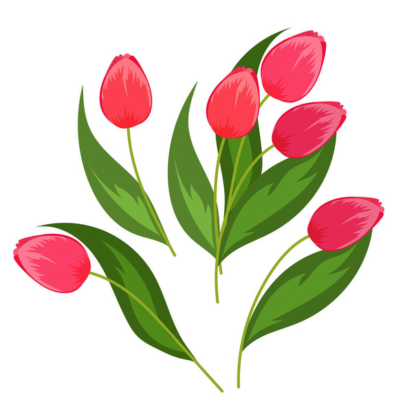 Spring flowers tulips on a white background. - Вектор, зображення