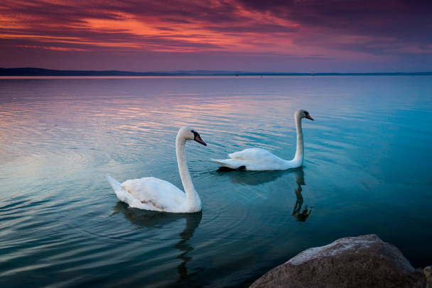 beautiful swans in lake Balaton - Photo, Image
