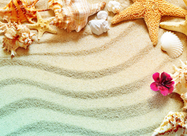 Concha do mar na areia, conceito de verão
 - Foto, Imagem