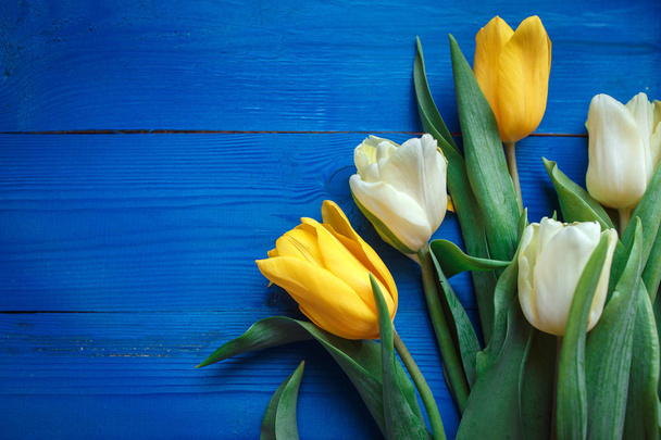 Yellow and white beautifu tulips on blue wooden background with space for message.  - Zdjęcie, obraz