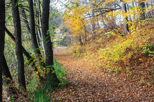 Autumn country landscape - 写真・画像