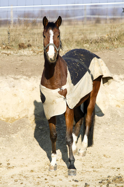 Portrét čistokrevný kůň sedlo uzdu a deku  - Fotografie, Obrázek