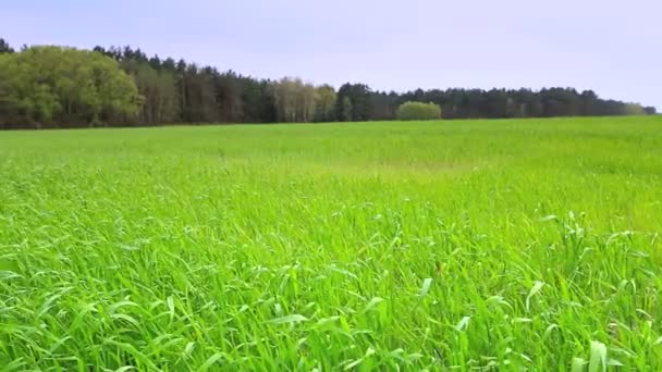 Beautiful rural landscape.  - Footage, Video