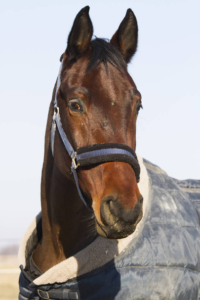 Šéf mladých sedlo koně v deky - Fotografie, Obrázek