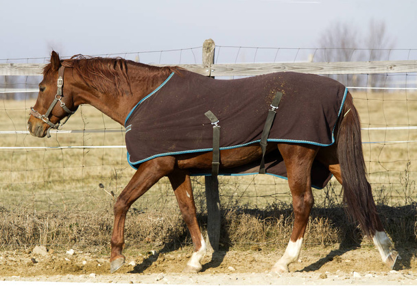 Semental en manta de invierno en granja de caballos en día de invierno soleado
 - Foto, Imagen