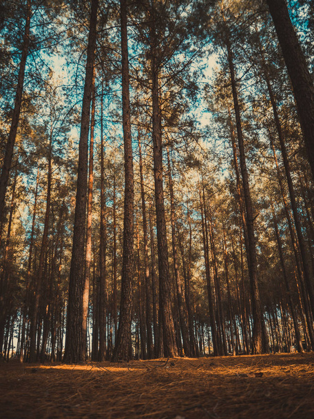 bomen in het bos - Foto, afbeelding