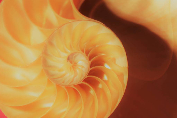 Nautilus shell symmetrie cross sectie Fibonacci spiraal structuur groei gouden verhouding  - Foto, afbeelding