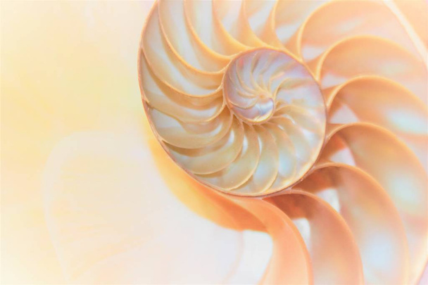 Muschel nautilus pearl fibonacci Sequenz Symmetrie Querschnitt Spirale Schalenstruktur Goldener Schnitt Hintergrund Natur Muster Weichtier Schale (nautilus pompilius) Kopierraum halb geteilt Stock Foto  - Foto, Bild
