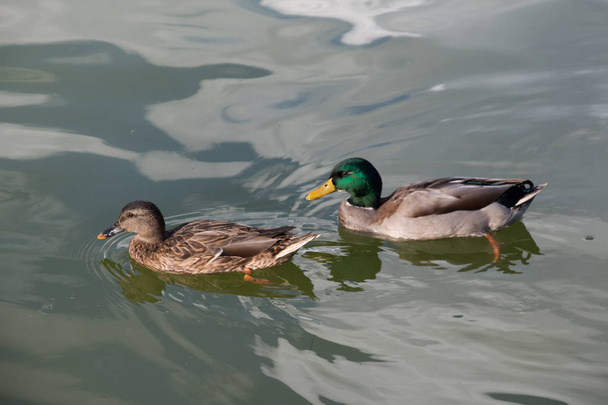Ducks couple on a green water pond. - Valokuva, kuva