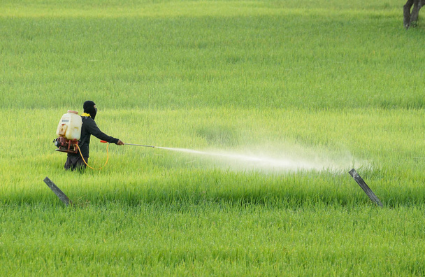 Thai farmer pomocí pesticidů v poli neloupané rýže - Fotografie, Obrázek