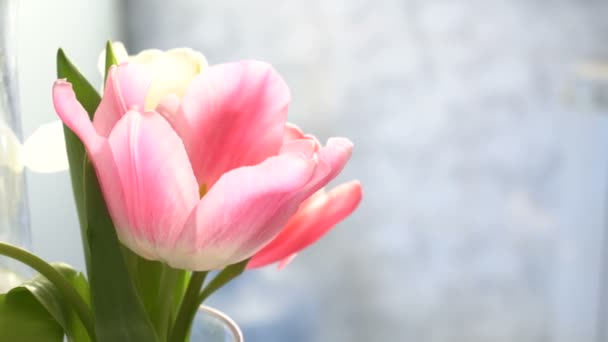 Beauty flowers tulips - Footage, Video