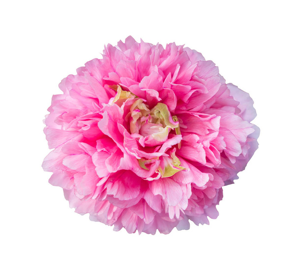  pink peony flowers isolated on white - Photo, Image