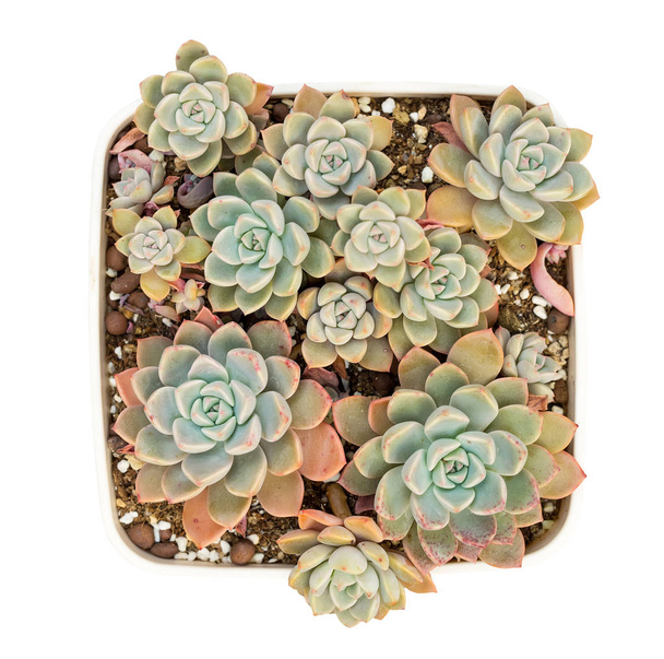  Miniatuur sappige planten in de tuin - Foto, afbeelding