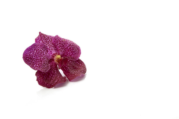 Violetti orkidea kukka - Valokuva, kuva