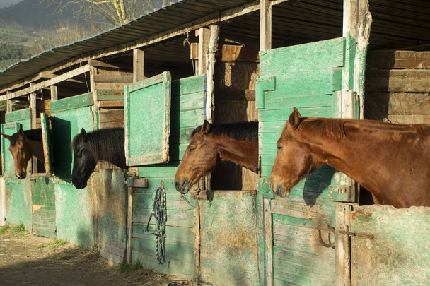 Régi stabil lovak - Fotó, kép