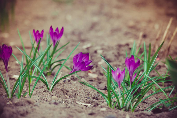 紫色のクロッカスの花レトロ - 写真・画像