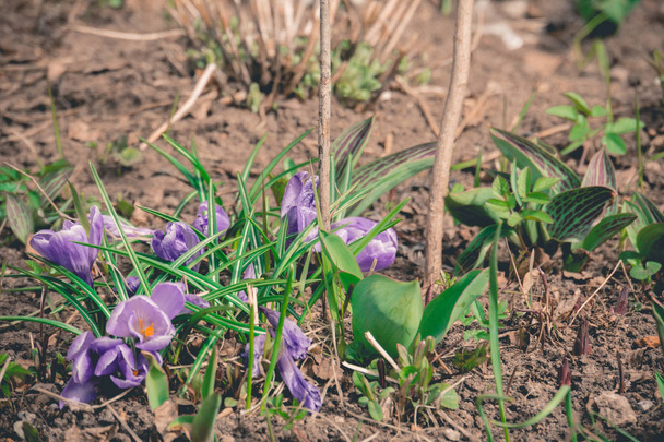 Ретро фиолетовые цветы Крокус - Фото, изображение