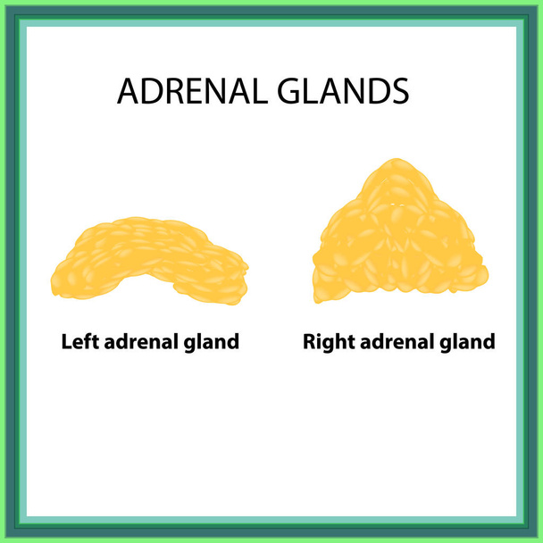 The left and right adrenal gland. Infographics. Vector illustration on isolated background - Vector, Image