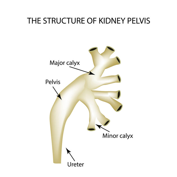 Structure of the renal pelvis. Infographics Vector illustration on isolated background - Vector, Image
