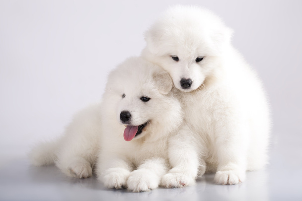 Funny puppies of Samoyed dog - Fotoğraf, Görsel