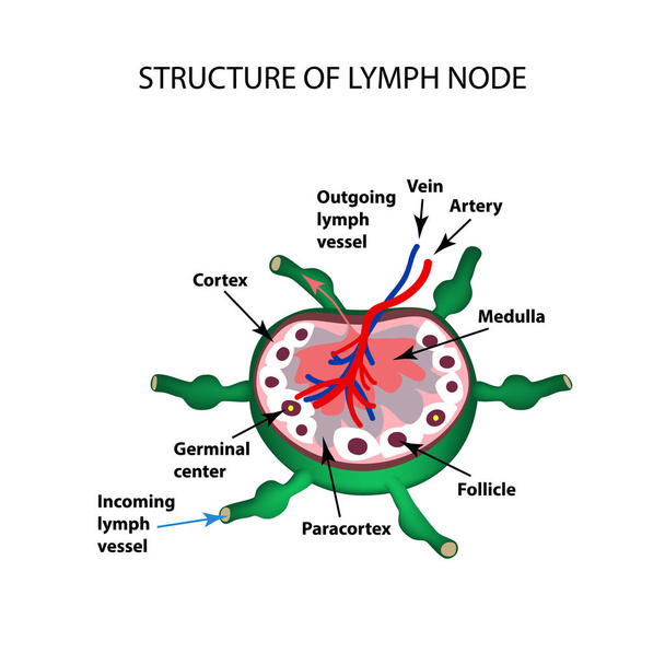 The anatomical structure of the lymph node. Infographics. Vector illustration on isolated background - Vector, Image