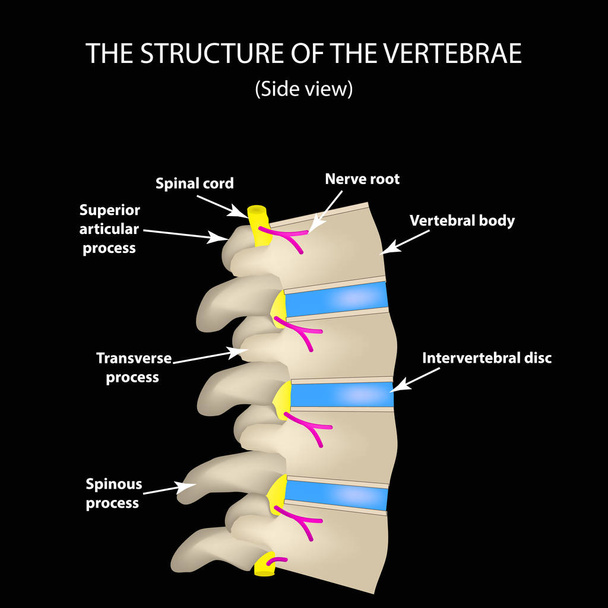Az anatómiai felépítése a gerinc. Oldalnézet. A porckorongok. Infographics. A fekete háttér vektor illusztráció - Vektor, kép