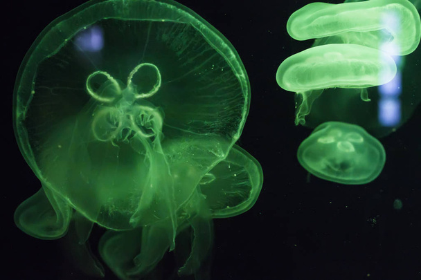 Glowing jellyfish close-up in the aquarium - Foto, afbeelding