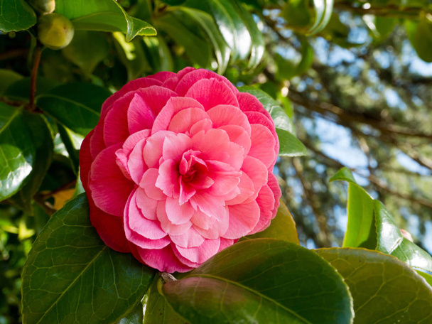 Рожева квітка камелії
 - Фото, зображення