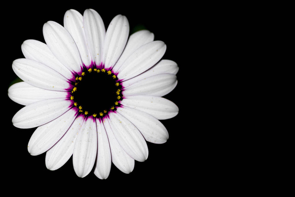 Photograph of a daisy - Zdjęcie, obraz