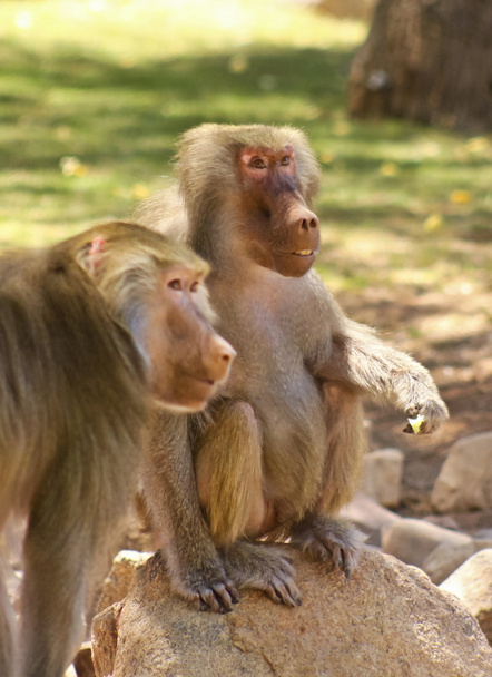 Une paire de babouins, dans le genre Papio
 - Photo, image