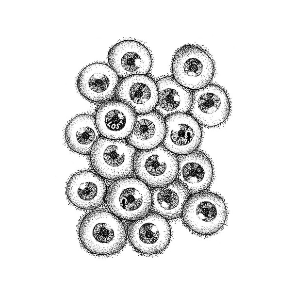 Human Eyeballs Dotwork - Valokuva, kuva