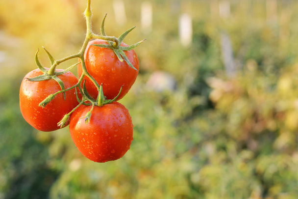 Fresh red tomatoes on plant in farm - Foto, Imagen