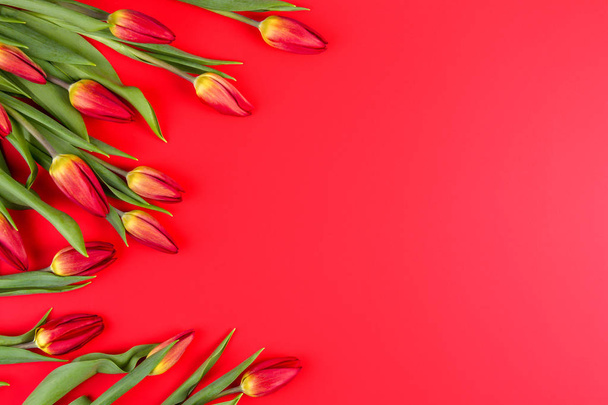 Spring flowers tulips frame on red background - Foto, afbeelding