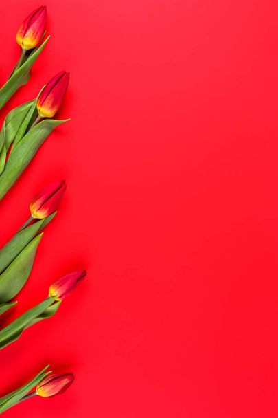 rote Tulpen auf rotem Hintergrund - Foto, Bild