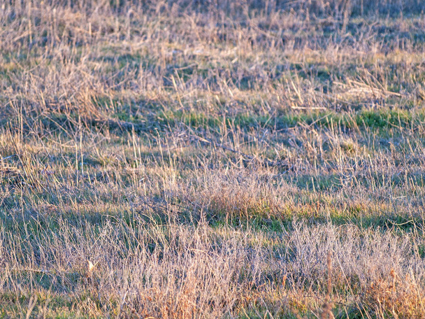 Textura natural de grama seca no inverno
 - Foto, Imagem