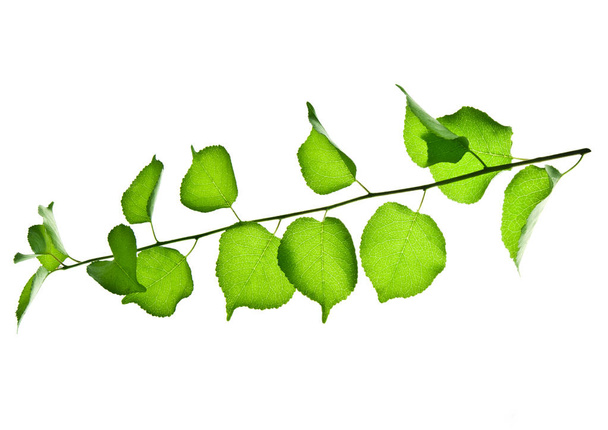 Joven-ramita-de-frutos silvestres-árbol-con-hojas-verdes-aislado-en-blanco
 - Foto, Imagen