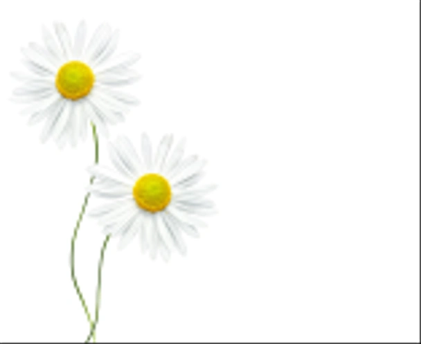 margaridas flor de verão isolado no fundo branco
.  - Foto, Imagem