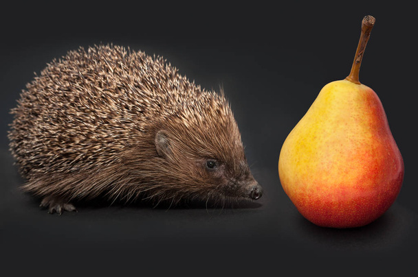 hedgehog, pear. on black background. - Photo, Image